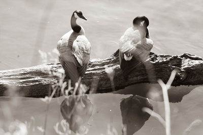 View of birds swimming in lake