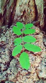 Close-up of green leaves