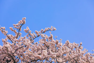 Low angle view of cherry blossom against blue sky