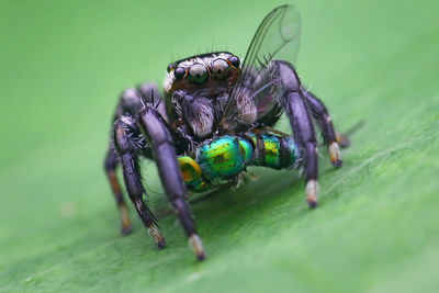 Macro shot of fly on leaf