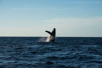 View of horse in sea