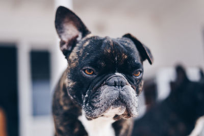 Close-up portrait of black dog