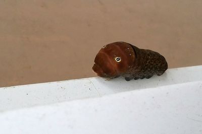 Close-up of ladybug