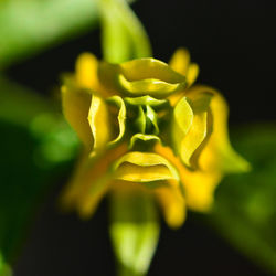 Close-up of yellow rose flower against black background