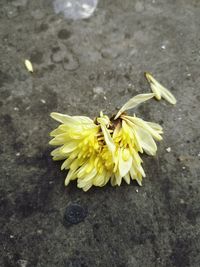 Close-up of insect on yellow flower