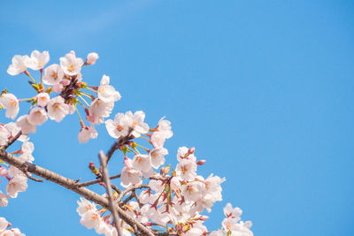 Low angle view of cherry blossom against clear blue sky