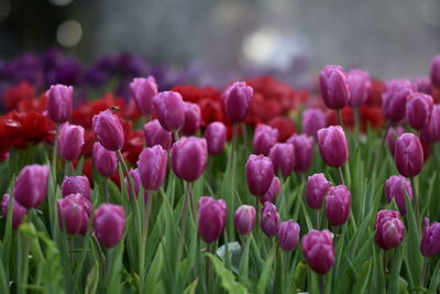 Close-up of purple tulips in field