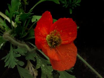 Close-up of red hibiscus blooming outdoors