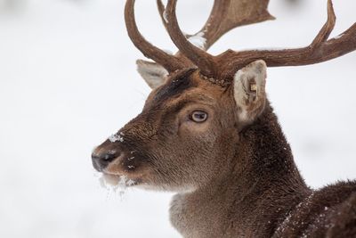 Close-up of deer in snow