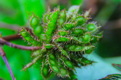 Close-up of plant