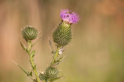 Spring thistle head with purple flower