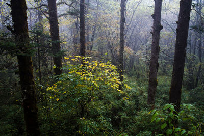 Trees and plants in forest