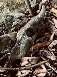 Close-up of lizard on tree