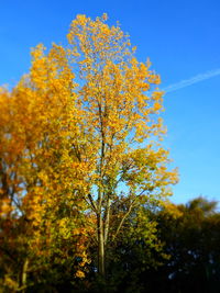 Low angle view of trees against blue sky