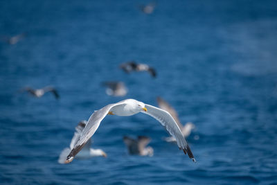 Seagull flying over sea