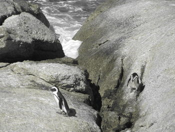 High angle view of penguin on rock