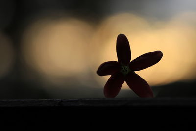 Close-up of flowering plant against sky during sunset