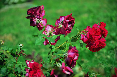 Close-up of red flowering plants on field