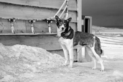 Portrait of dog standing on land