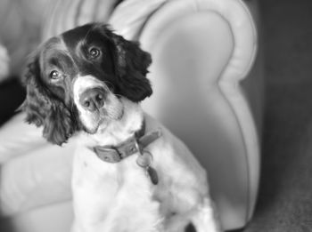 Close-up portrait of a dog