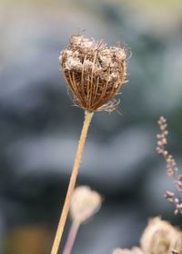 Close-up of flower plant