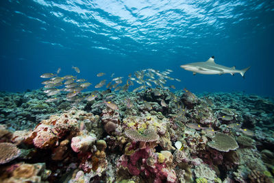 View of fish underwater