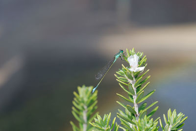 Close-up of dragonfly on plant