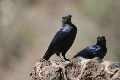 Close-up of birds perching on rock