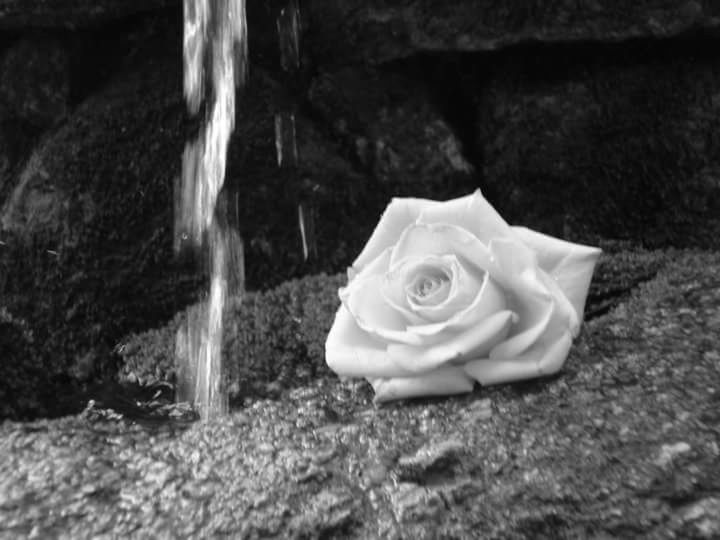 CLOSE-UP OF WHITE ROSE