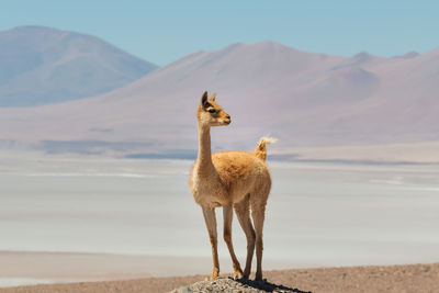 Giraffe standing on a desert