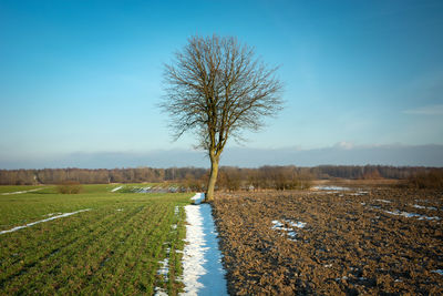 A tree growing on the border of two fields