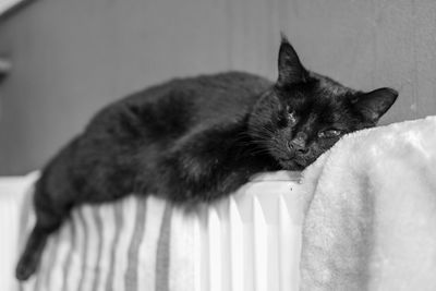 Close-up of cat resting on bed