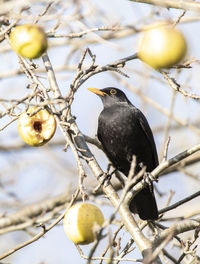 Bird perching on branch