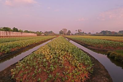 Vegetable field in lowland condition, chinese kale crop