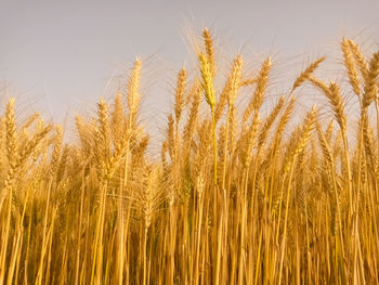Close-up of wheat growing on field against sky