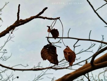 Low angle view of bird perching on branch against sky