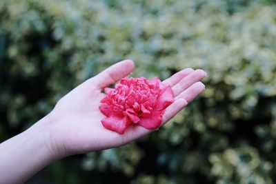 Close-up of hand holding pink flower