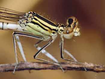 Close-up of insect