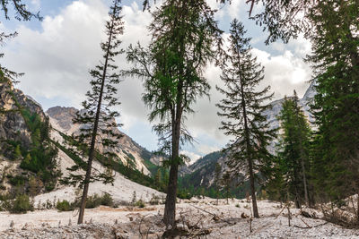 Low angle view of pine trees against sky