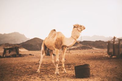 Camel at desert against clear sky
