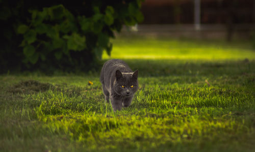 Portrait of cat on grass