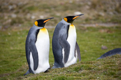 Penguins on grassy field