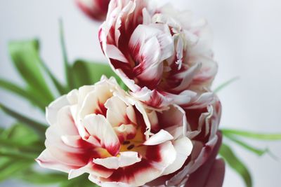 Close-up of pink rose flower