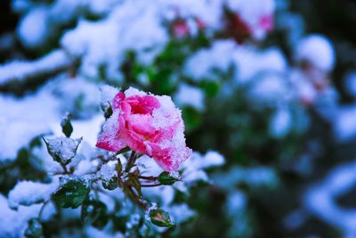 Close-up of pink rose