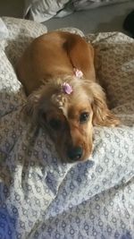 Portrait of dog relaxing on bed at home