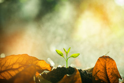 Close-up of autumnal leaves against blurred background