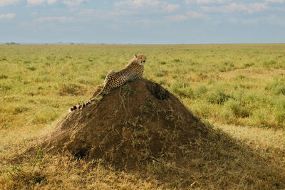 Cheetah on field