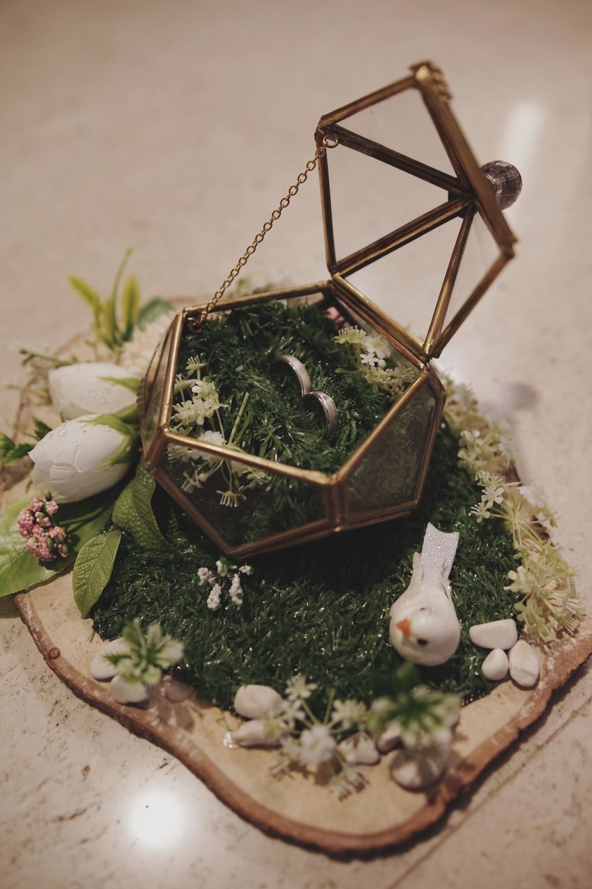 CLOSE-UP OF SMALL PLANT ON TABLE