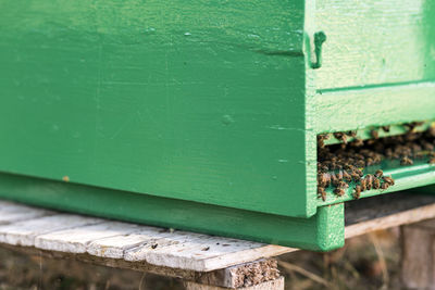 Close-up of structure with bees
