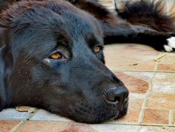 Close-up of a dog resting